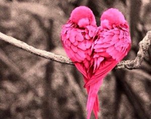 love-birds-happy-friday
